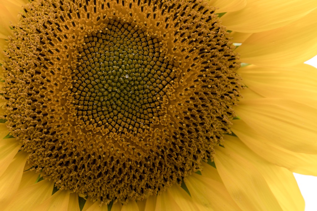 akkerranden akkerrand bloem bloemen flora hdr polder gewas landbouw biodiversiteit landschap cannabis wiet marihuana hasj hennep